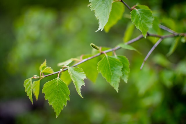 Bouleau printemps